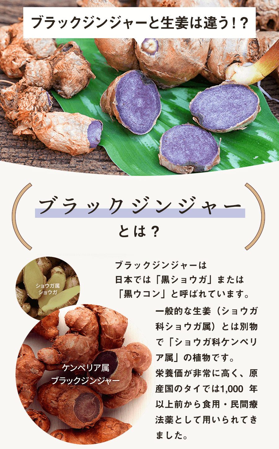 ブラックジンジャーと生姜は違う！？