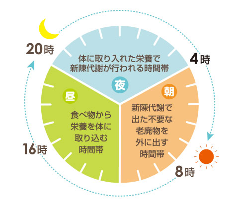 エッセンシア酵素ドリンク体内サイクル