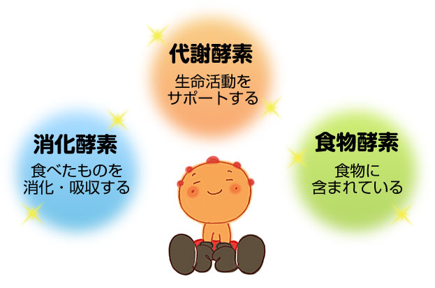 酵素って何 酵素って何
